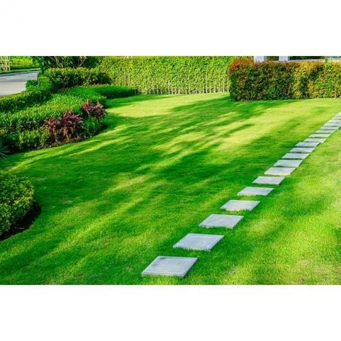 ULUSOY TOHUMCULUK Gölge Çimi 1 KG SHADOW GRASS