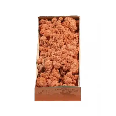 Reindeer moss MANGO şoklanmış norveç yosunu (250GR)