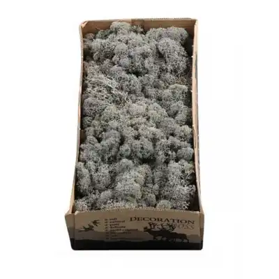 Reindeer moss ANTRASİT şoklanmış norveç yosunu (30GR)