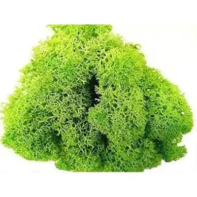 Reindeer moss SPRİNG şoklanmış norveç yosunu (30GR)
