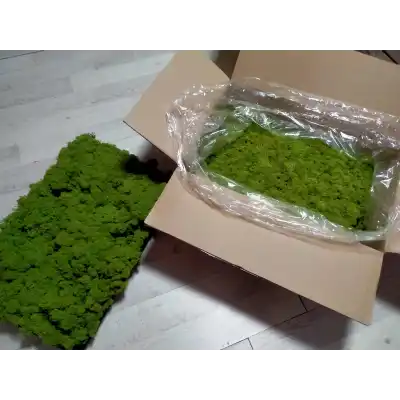 Reindeer moss lime green şoklanmış norveç yosunu 5 kg
