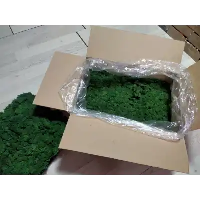 Reindeer moss dark green şoklanmış norveç yosunu 5 kg