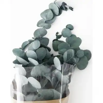 Şoklanmış Eucalyptus Populus Bitkisi