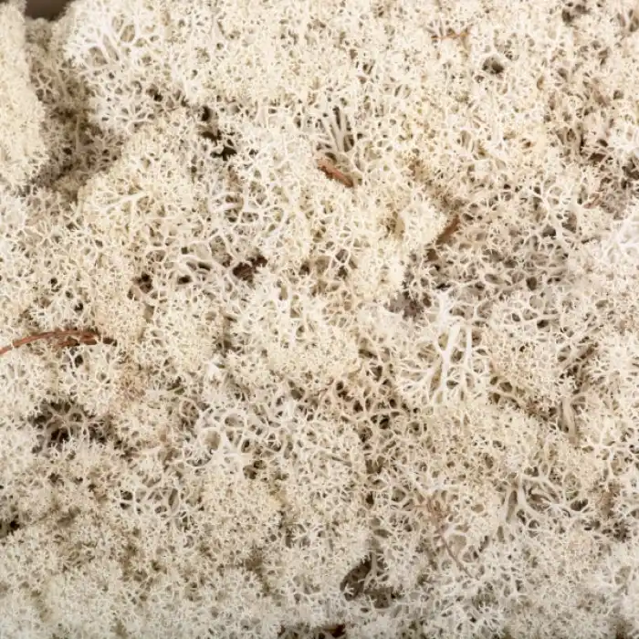 Reindeer moss BEYAZ şoklanmış norveç yosunu (250GR)