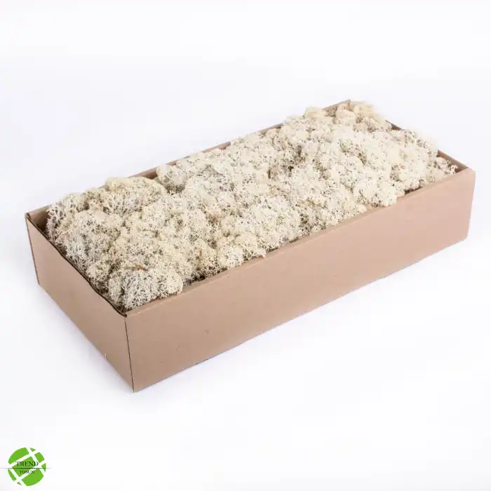 Reindeer moss BEYAZ şoklanmış norveç yosunu (250GR)