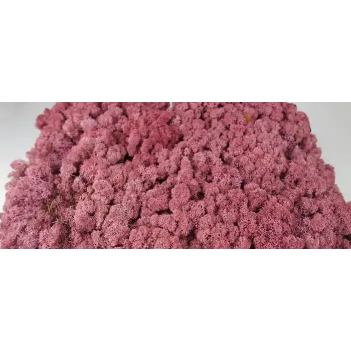 Reindeer moss PİNK şoklanmış norveç yosunu (250GR)