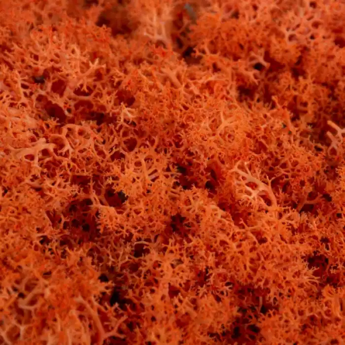 Reindeer moss TURUNCU şoklanmış norveç yosunu (250GR)