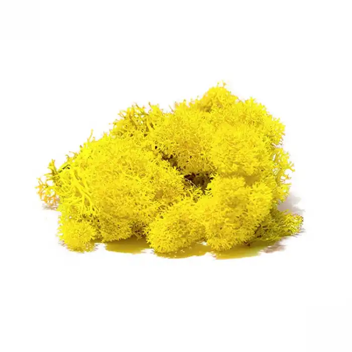 Reindeer moss SARI şoklanmış norveç yosunu (250GR)