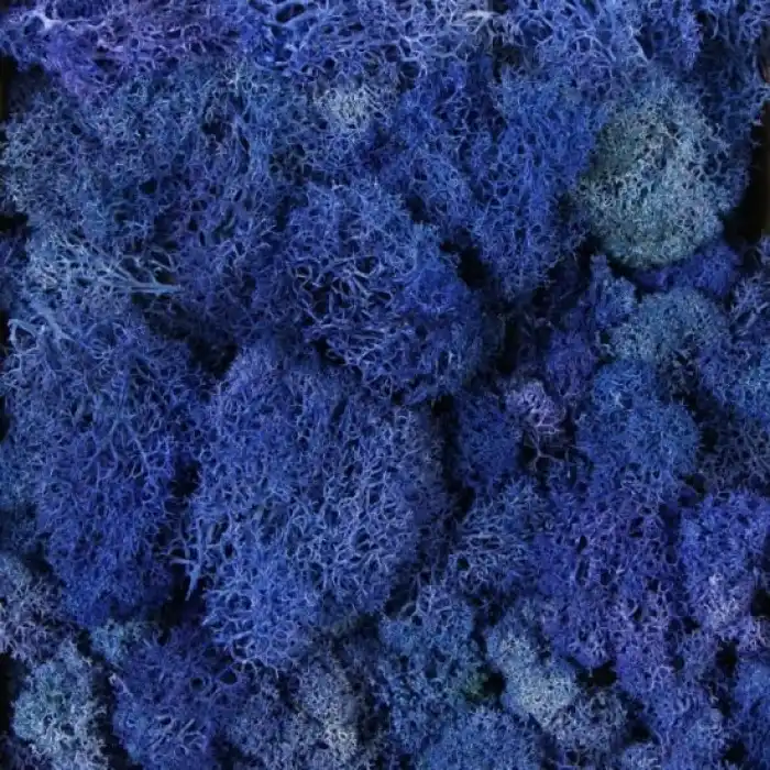 Reindeer moss MAVİ şoklanmış norveç yosunu (250GR)