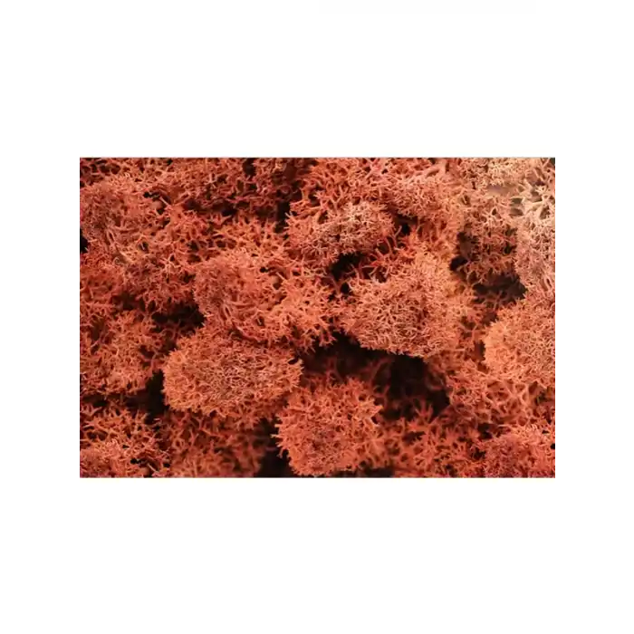 Reindeer moss SİENA şoklanmış norveç yosunu (250GR)