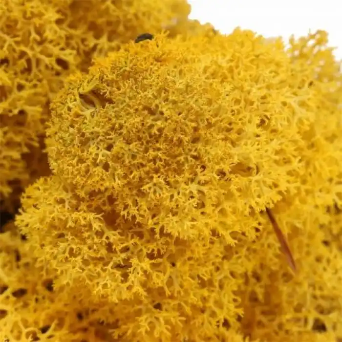Reindeer moss HARDAL şoklanmış norveç yosunu (250GR)
