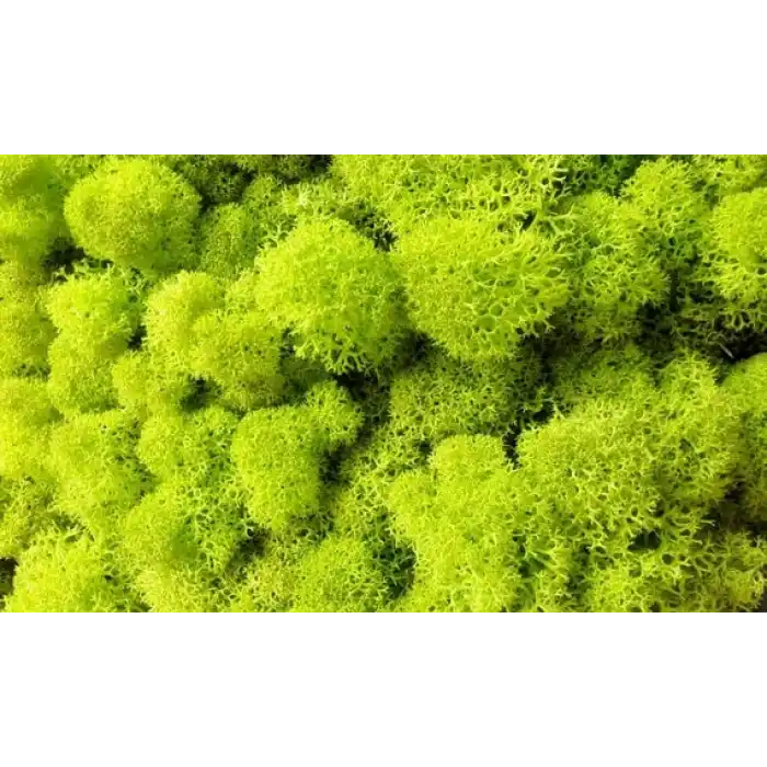 Reindeer moss LİME şoklanmış norveç yosunu (250GR)