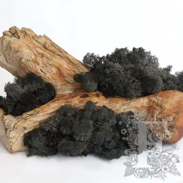 Reindeer moss SİYAH şoklanmış norveç yosunu (30GR)