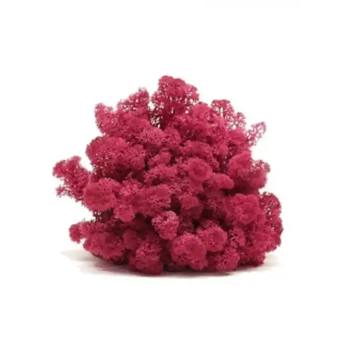 Reindeer moss MÜRDÜM şoklanmış norveç yosunu (30GR)