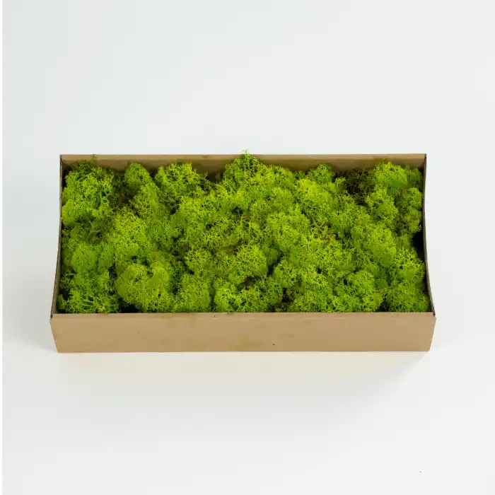 Reindeer moss LİME şoklanmış norveç yosunu (30GR)