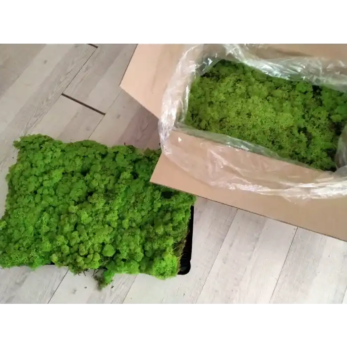 Reindeer moss spring green şoklanmış norveç yosunu 5 kg