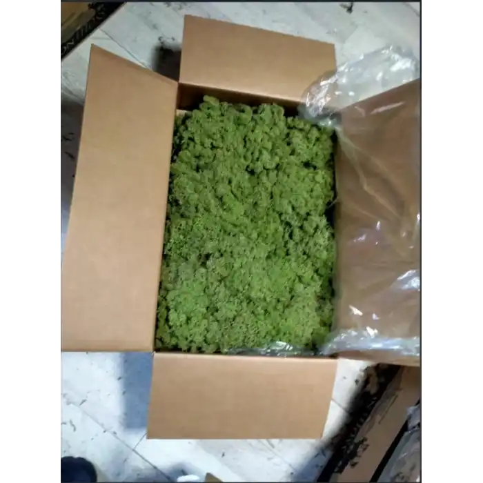 Reindeer moss forest green şoklanmış norveç yosunu 5 kg