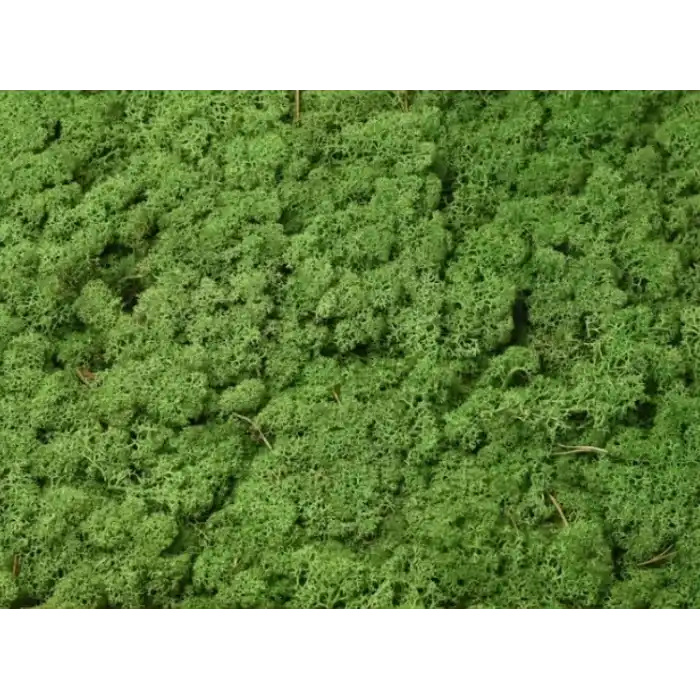 Reindeer moss forest green şoklanmış norveç yosunu 5 kg