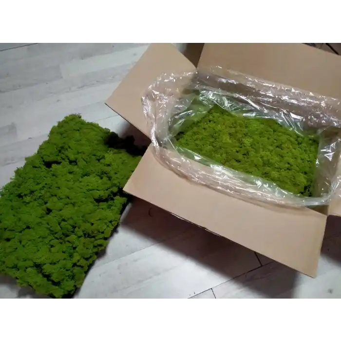 Reindeer moss lime green şoklanmış norveç yosunu 5 kg