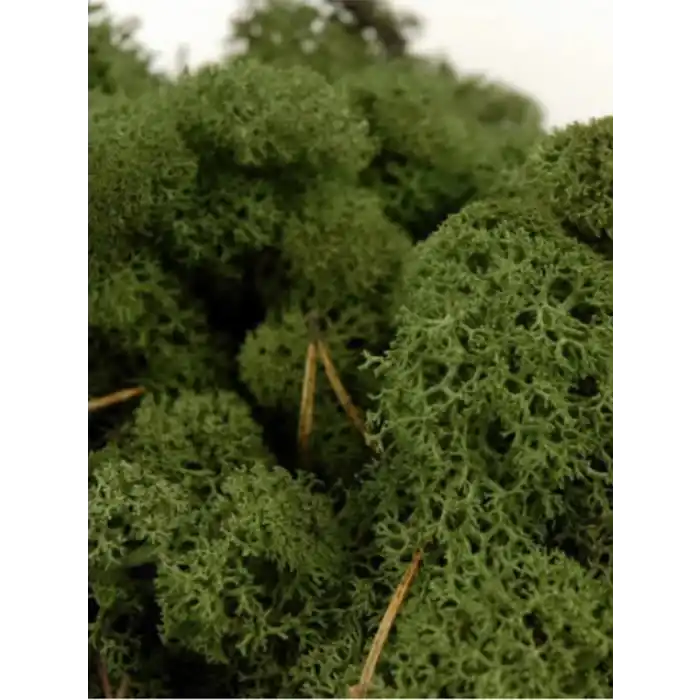 Reindeer moss dark green şoklanmış norveç yosunu 5 kg