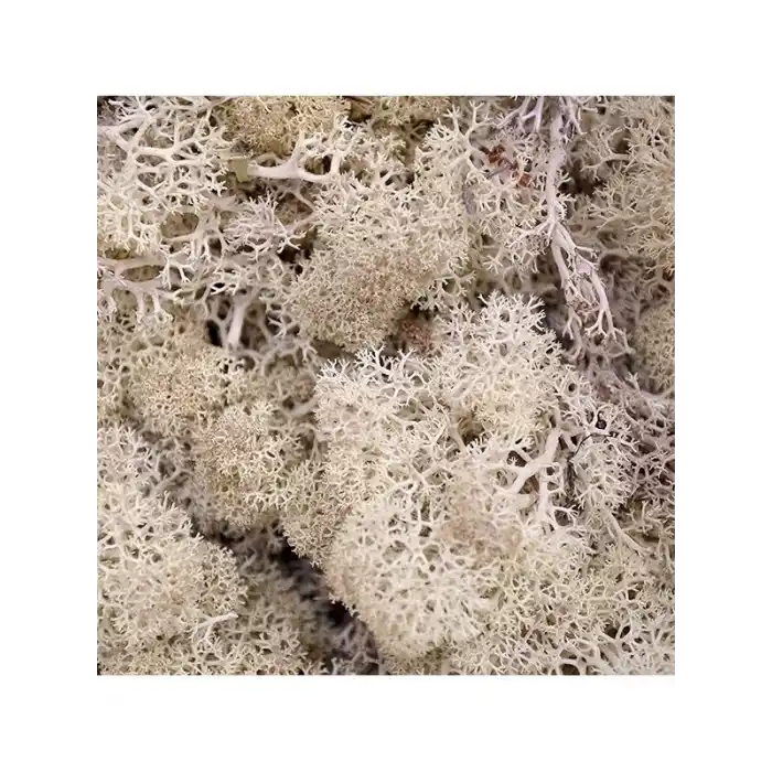 Reindeer moss beyaz şoklanmış norveç yosunu