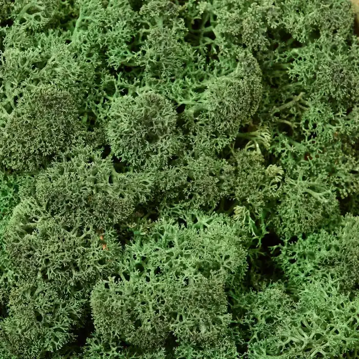 Reindeer moss dark green şoklanmış norveç yosunu