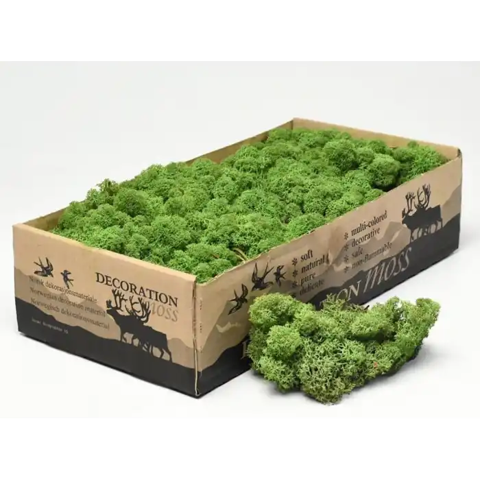 Reindeer moss forest green şoklanmış norveç yosunu