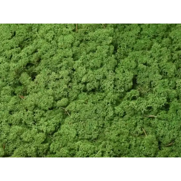 Reindeer moss forest green şoklanmış norveç yosunu