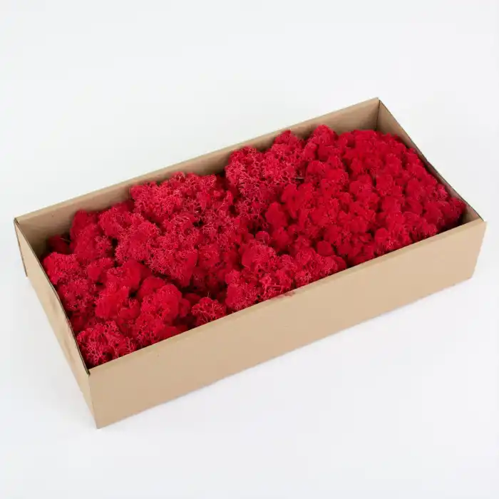 Reindeer moss kırmızı şoklanmış norveç yosunu