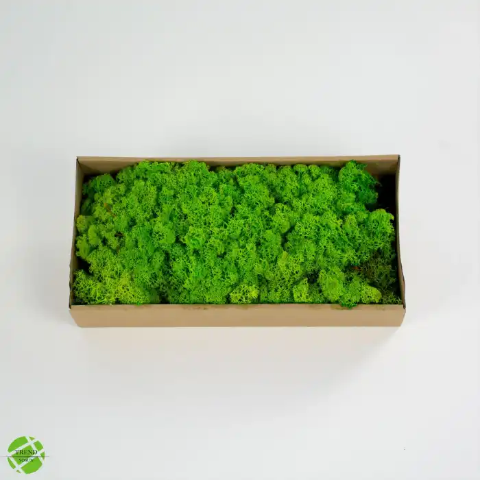 Reindeer moss lime green-spring green 2li set şoklanmış norveç yosunu