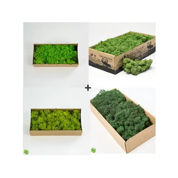 Reindeer moss lime-spring-forest-dark green 4lü set şoklanmış norveç yosunu