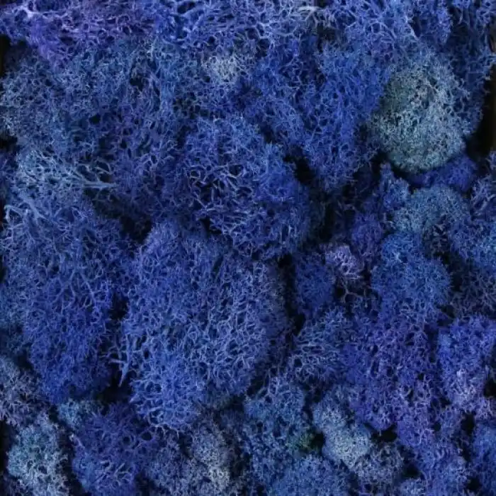 Reindeer moss mavi şoklanmış norveç yosunu