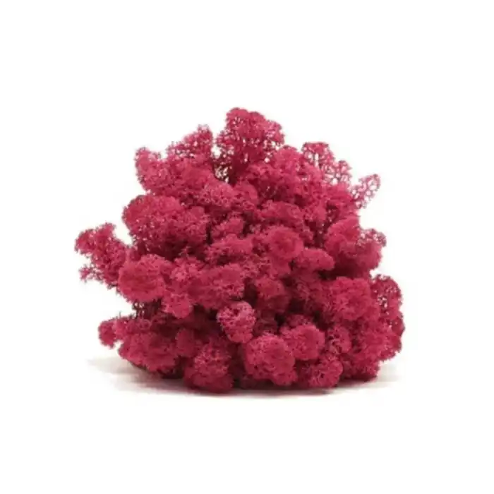 Reindeer moss mürdüm şoklanmış norveç yosunu 500gr