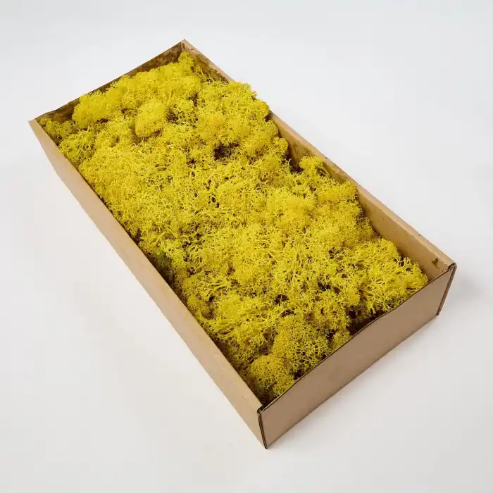 Reindeer moss sarı şoklanmış norveç yosunu