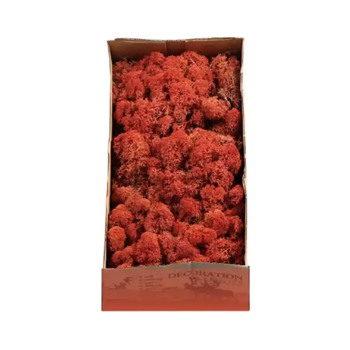 Reindeer moss SİENA şoklanmış norveç yosunu