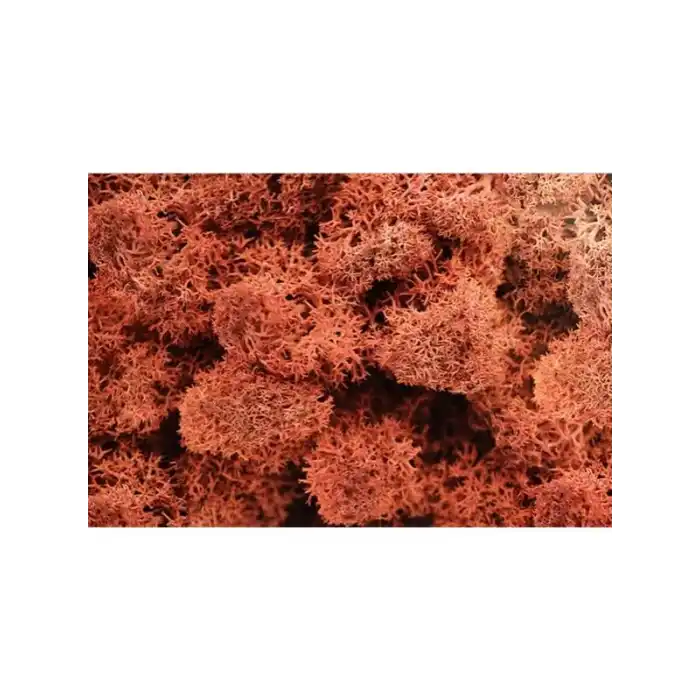 Reindeer moss SİENA şoklanmış norveç yosunu