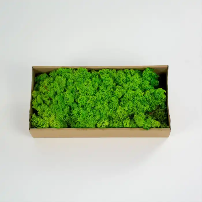 Reindeer moss spring green şoklanmış norveç yosunu