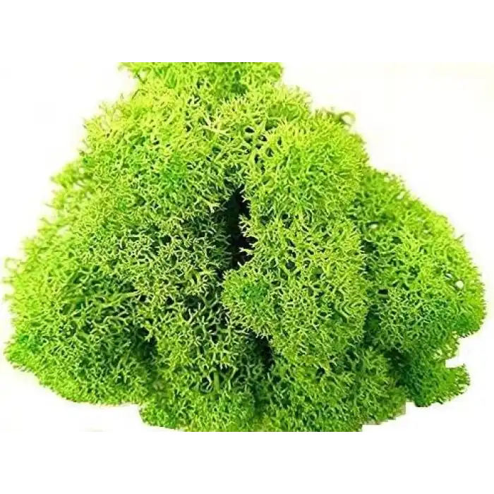 Reindeer moss spring green şoklanmış norveç yosunu