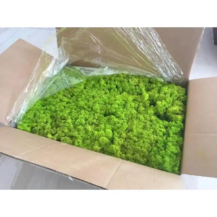Reindeer moss spring green şoklanmış norveç yosunu 4 kg