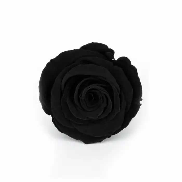 Rose Amor SİYAH şoklanmış solmaz gül XL