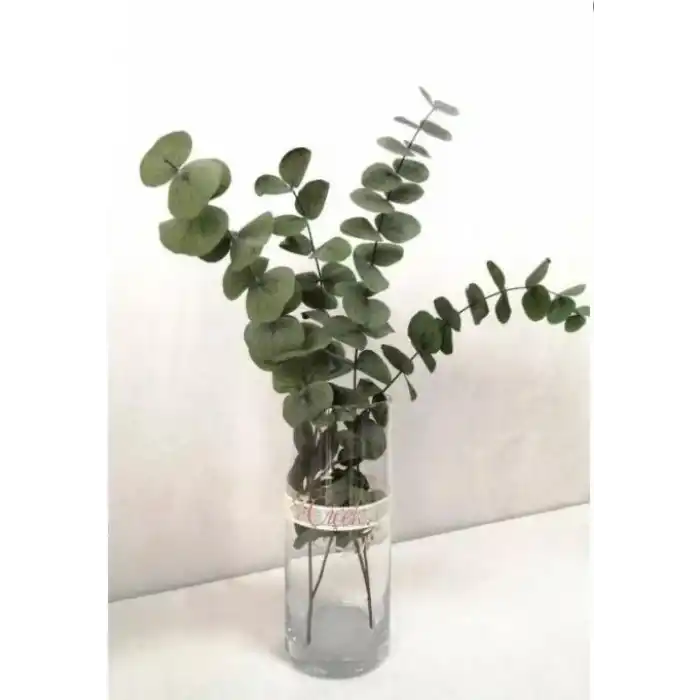 Şoklanmış Eucalyptus Populus Bitkisi