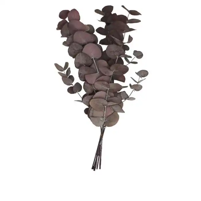 Şoklanmış Eucalyptus Populus Bitkisi