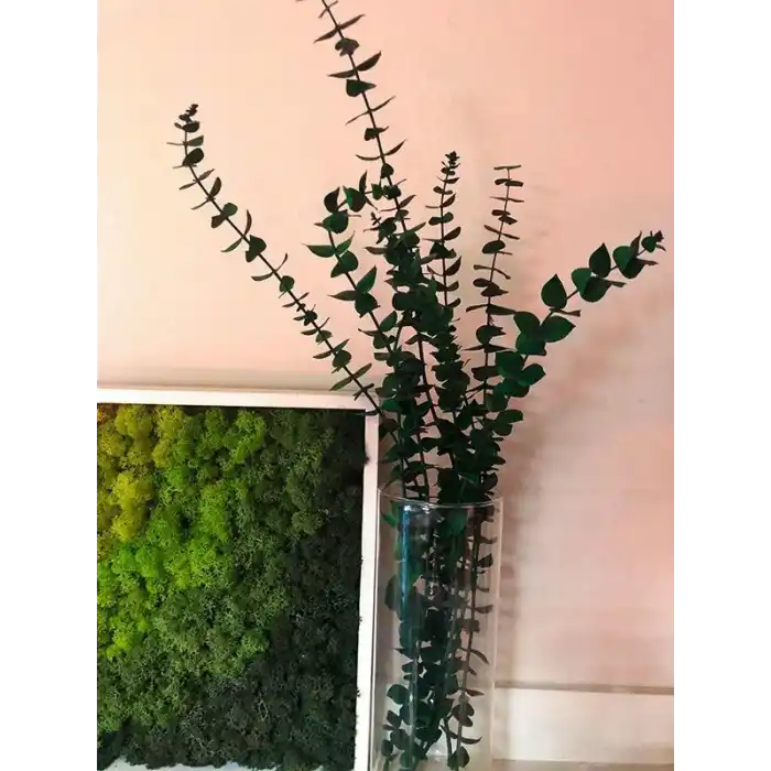 Şoklanmış Okaliptus Demeti