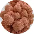 Reindeer moss MANGO şoklanmış norveç yosunu (250GR)