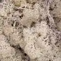 Reindeer moss BEYAZ şoklanmış norveç yosunu (250GR)
