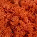 Reindeer moss TURUNCU şoklanmış norveç yosunu (250GR)