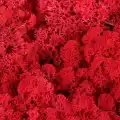 Reindeer moss KIRMIZI şoklanmış norveç yosunu (250GR)