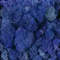 Reindeer moss MAVİ şoklanmış norveç yosunu (250GR)