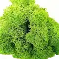 Reindeer moss SPRİNG şoklanmış norveç yosunu (250GR)