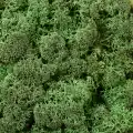 Reindeer moss DARK şoklanmış norveç yosunu (250GR)